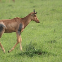 Sasebi właściwy - Damaliscus  lunatus - Topi