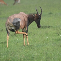 Sasebi właściwy - Damaliscus  lunatus - Topi