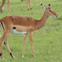 Impala zwyczajna - Aepyceros melampus - Impala