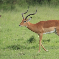 Impala zwyczajna - Aepyceros melampus - Impala