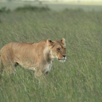 Lew afrykański - Panthera leo - Lion 