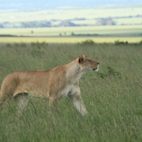 Lew afrykański - Panthera leo - Lion 