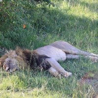 Lew afrykański - Panthera leo - Lion 