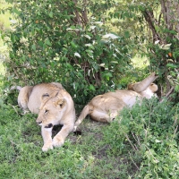 Lew afrykański - Panthera leo - Lion 
