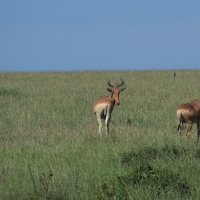 Bawolec krowi - Alcelaphus buselaphus - Hartebeest
