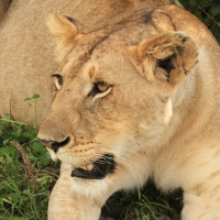 Lew afrykański - Panthera leo - Lion 