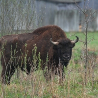 Żubr - Bison bonasus - European bison