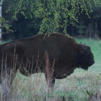 Żubr - Bison bonasus - European bison