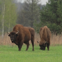 Żubr - Bison bonasus - European bison