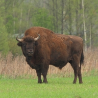 Żubr - Bison bonasus - European bison