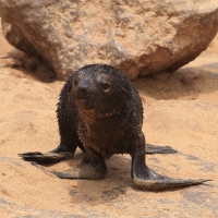 Kotik karłowaty - Arctocephalus pusillus - South African fur seal