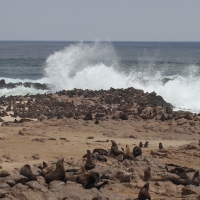 Kotik karłowaty - Arctocephalus pusillus - South African fur seal