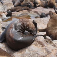 Kotik karłowaty - Arctocephalus pusillus - South African fur seal