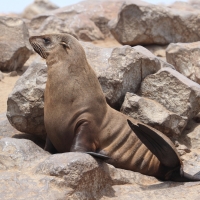 Kotik karłowaty - Arctocephalus pusillus - South African fur seal