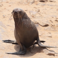 Kotik karłowaty - Arctocephalus pusillus - South African fur seal