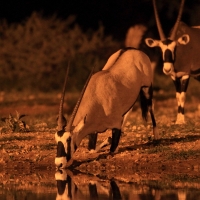 Oryks południowy - Oryx gazella - Gemsbok