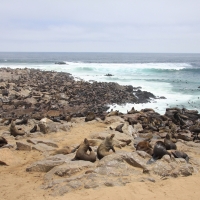 Kotik karłowaty - Arctocephalus pusillus - South African fur seal