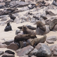 Kotik karłowaty - Arctocephalus pusillus - South African fur seal