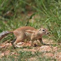 Wiewiórka ziemna - Geosciurus inauris - South africanground squirel
