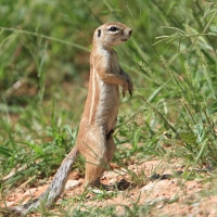 Wiewiórka ziemna - Geosciurus inauris - South africanground squirel