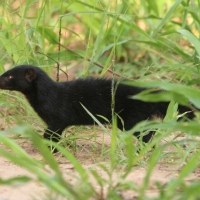 Galerelka smukła - Galerella sanguinea - Slender Mangoose