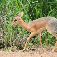 Dikdik sawannowy - Madoqua kirkii - Kirk's dikdik 