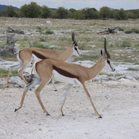 Skocznik antylopi - Antidorcas marsupialis - Springbok