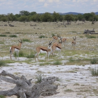 Skocznik antylopi - Antidorcas marsupialis - Springbok