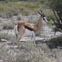 Skocznik antylopi - Antidorcas marsupialis - Springbok