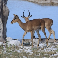 Impala zwyczajna - Aepyceros melampus - Impala