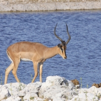 Impala zwyczajna - Aepyceros melampus - Impala