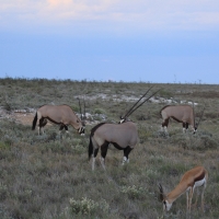 Oryks południowy - Oryx gazella - Gemsbok