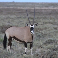 Oryks południowy - Oryx gazella - Gemsbok