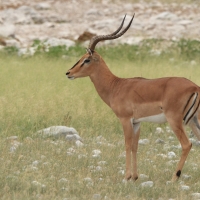 Impala zwyczajna - Aepyceros melampus - Impala