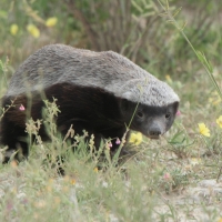 Ratel miodożerny - Mellivora capensis - Honey badger