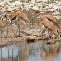 Skocznik antylopi - Antidorcas marsupialis - Springbok