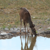 Kudu wielkie - Tragelaphus strepsiceros - Greater kudu