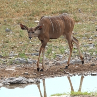 Kudu wielkie - Tragelaphus strepsiceros - Greater kudu
