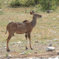 Kudu wielkie - Tragelaphus strepsiceros - Greater kudu