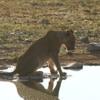 Lew afrykański - Panthera leo - Lion 