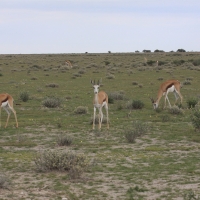 Skocznik antylopi - Antidorcas marsupialis - Springbok