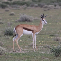Skocznik antylopi - Antidorcas marsupialis - Springbok