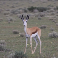 Skocznik antylopi - Antidorcas marsupialis - Springbok
