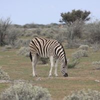 Zebra stepowa - Equus quagga - Common zebra