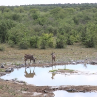 Kudu wielkie - Tragelaphus strepsiceros - Greater kudu