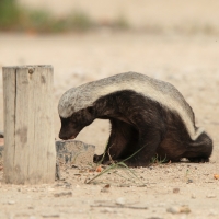 Ratel miodożerny - Mellivora capensis - Honey badger