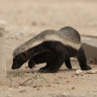 Ratel miodożerny - Mellivora capensis - Honey badger
