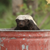Ratel miodożerny - Mellivora capensis - Honey badger