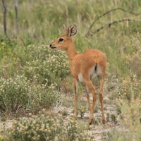 Antylopik zwyczajny - Raphicerus campestris - Steenbok