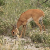 Antylopik zwyczajny - Raphicerus campestris - Steenbok